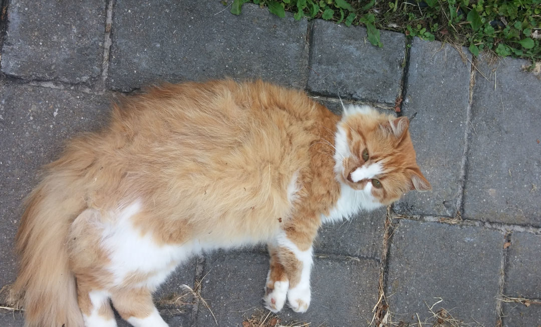 Lessons from a Feral Cat